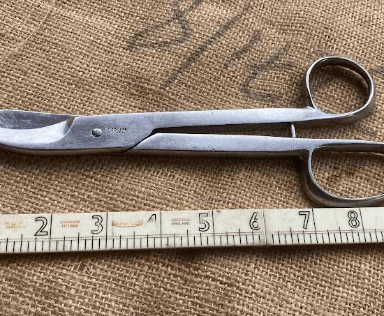 Pair of Stainless Steel Medical Shears, possibly military