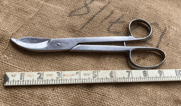 Pair of Stainless Steel Medical Shears, possibly military